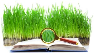 Evergreen Content - Contenuti Sempreverdi